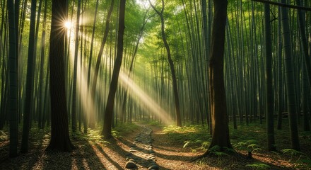 morning in the woods