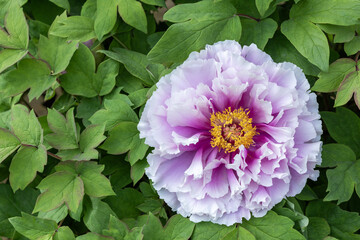 Fototapeta premium Purple gradient tree peony blooming in the garden.