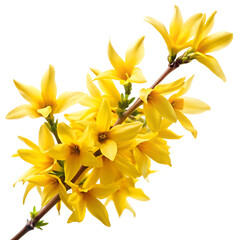 Obraz premium Branch with numerous bright yellow forsythia flowers isolated on a transparent background