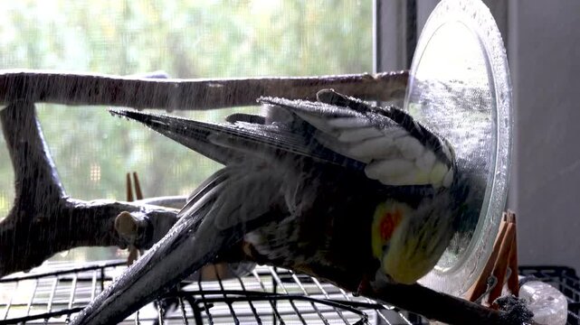 Cockatiel enjoys water drops falling on feathers during the rain