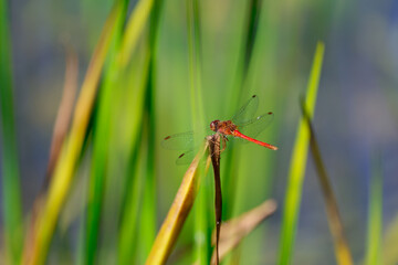 Libellule rouge sur un brin d'herbe au soleil du matin