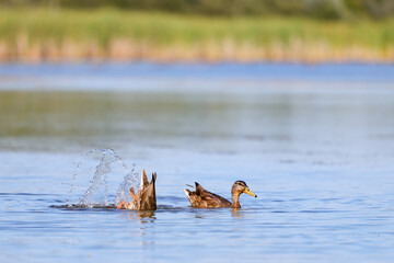 Canard noir femelle dans un étang. Canard sauvage en quête de nourriture. Canard noir en train de...