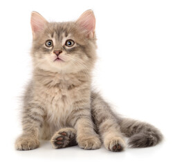 Cute fluffy gray kitten sitting isolated on white background