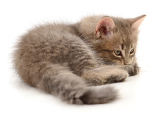 Fluffy gray kitten lying down isolated on white background