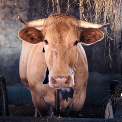 Cow in the Lugo, Galicia, Spain.