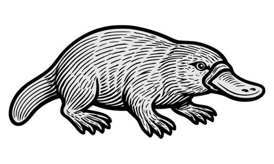 Vector line art illustration Of A Platypus.
