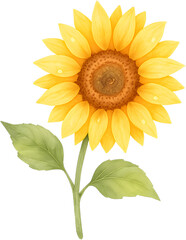 Fototapeta premium Watercolor Sunflower Single Bloom Clipart, Transparent Background PNG, Golden Yellow Petals with Spiral Seed Center and Dewdrop Highlights, Isolated 1:1 High-Resolution Botanical Illustration for Pack