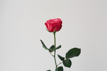 Obraz premium Stunning single vibrant pink rose with green leaves and stem on a clean white background