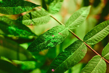 the leaves of the plant are covered with holi paint