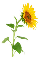 Sunflower isolated on a white background