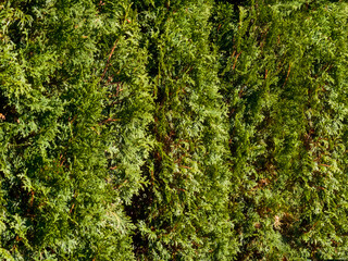 A fragment of an evergreen thuja hedge forming a plant background