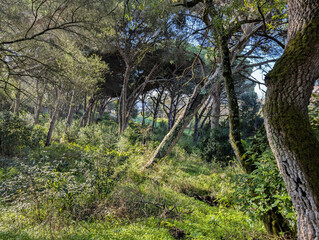 Sunlight into green trees in forest woodland with shadow and light