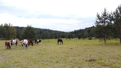 Aerial drone view of three horses grazing on a grassy pasture. A brown mare, a young foal, and a white and brown pinto horse standing together in a rural field. Peaceful countryside scene with domesti