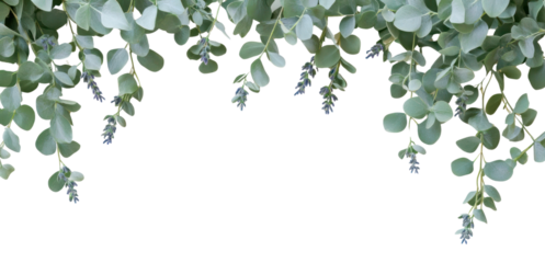 PNG Eucalyptus leaves and sprigs of Lavender leaf eucalyptus background.