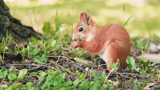 A small squirrel forages for food in a vibrant park, exploring the ground filled with greenery while basking in warm sunlight. The playful creature showcases natural curiosity and agility
