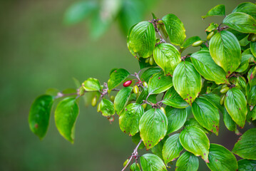 익어가는 보리수 열매