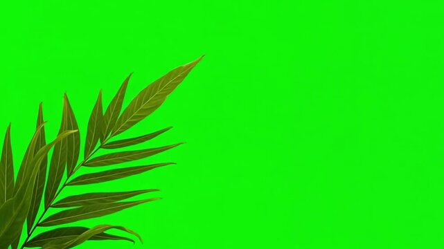 Vibrant green screen background with lush tropical palm leaves in the corner