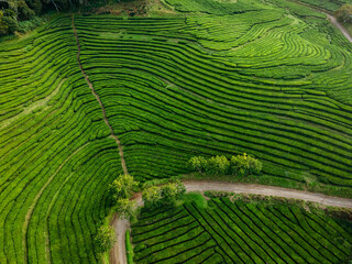 Curved Lines Green Tea Fields