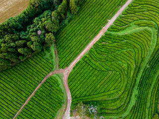Scenic Tea Plantation Aerial Pattern