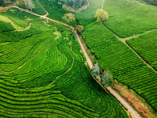 Green Tea Fields With Pathways