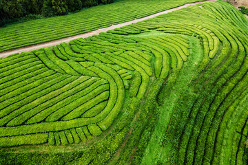 Curved Lines Green Tea Fields