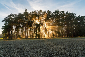 Sunrise Rays Through Pine Forest