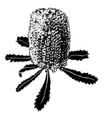 Old Man Banksia flower drawing in black and white - Banksia Serrata