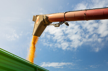 Modern harvester loading off wheat on tractor trailers.