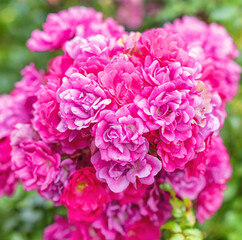 A collection of blooming flowers in shades of pink.