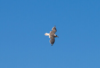 Obraz premium Franklin's gull flying with blue sky