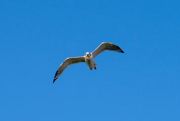 Franklin's gull flying with blue sky