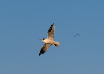Franklin's gull flying with blue sky