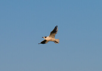 Obraz premium Franklin's gull flying with blue sky