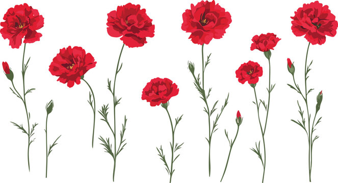 Collection of delicate red carnation flowers with green stems and leaves on a white background