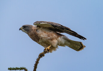 Swainson's hawk against blue sky