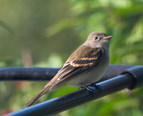 Closeup of perching alder flycatcher