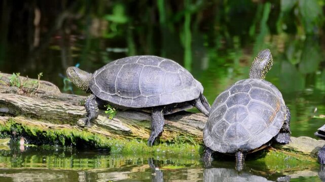  Adult European pond turtles lie on a wooden log, basking on a sunny summer day.