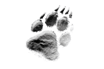 Detailed monochrome image of a large animal paw print