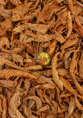 Chestnut among dry autumn leaves