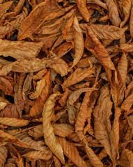 Brown autumn Leaves