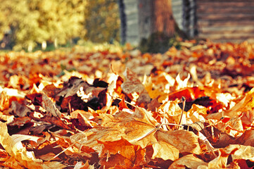 Autumn landscape with fallen maple autumn leaves on the foreground and blurred background in sunny...