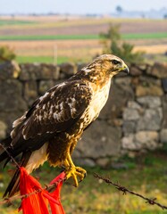 Raptor perched on barbed wire, countryside backdrop