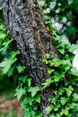 Green Ivy Wrapped Around Tree Trunk