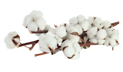 Cotton tree branch with cotton flowers resembling soft wool, isolated on transparent background, full focus stacking for sharp detail and texture