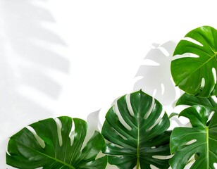 Tropical leaves with shadows on white background