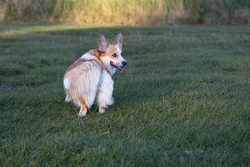 Hund Pembroke Welsh Corgi steht auf einer Wiese.