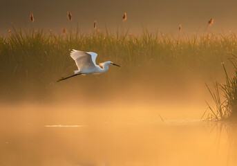 Majestic great egret in flight above a misty lake during a serene and beautiful golden hour sunrise