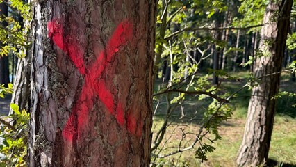 Marked Tree Trunk with Red X Sign in Forest, Logging or Conservation Symbol in Natural Woodland