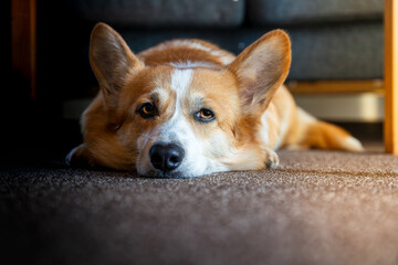 Obraz premium Hund der Rasse Pembroke Welsh Corgi liegt müde auf dem teppich.