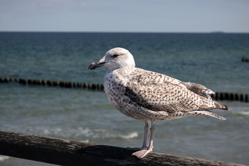 Junge Möwe auf der seebrücke.